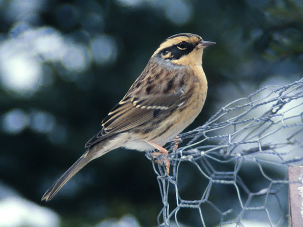 Taigarautiainen, Siberian Accentor, Prunella montanella